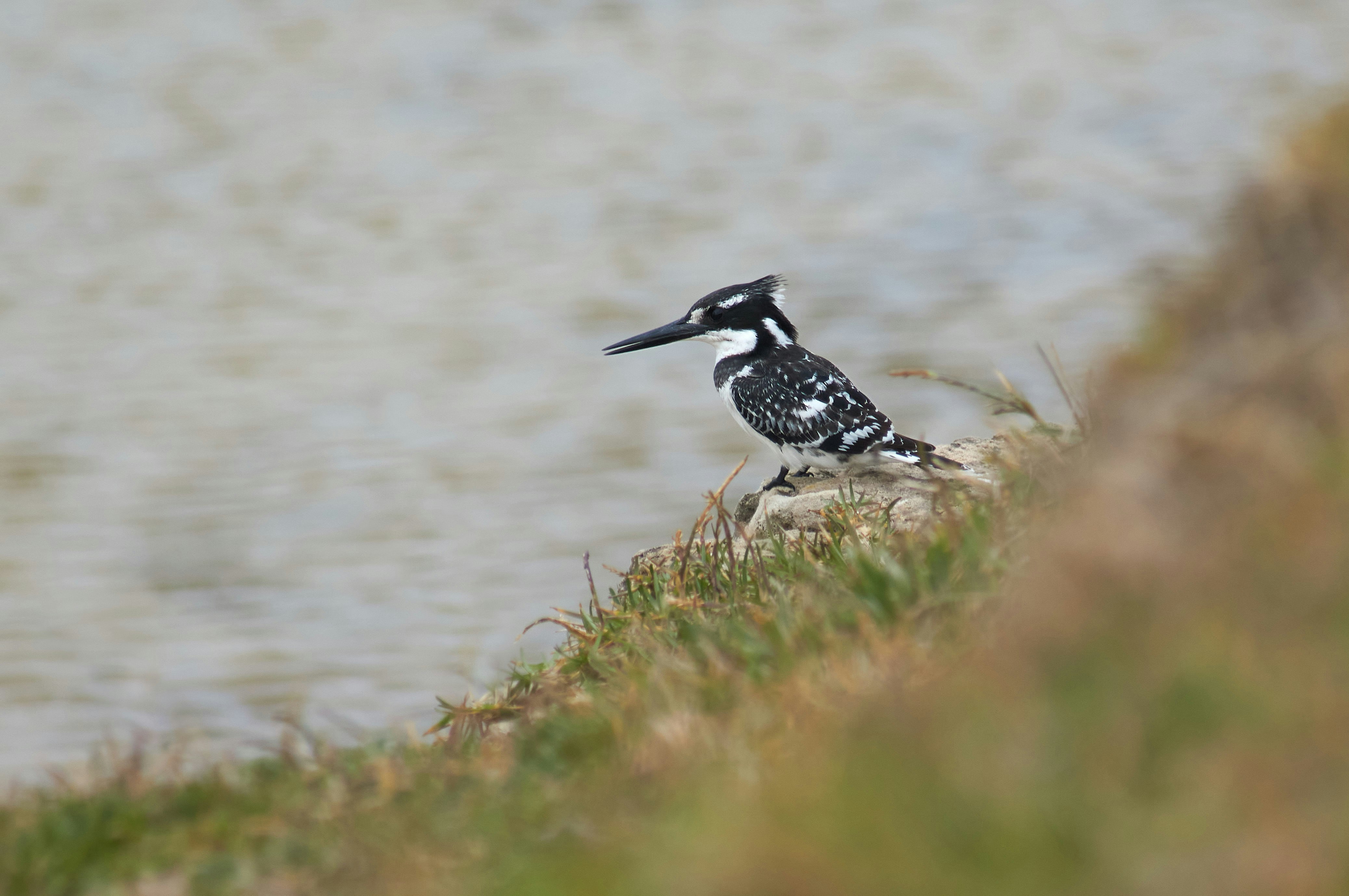 black and white bird on green grass during daytime